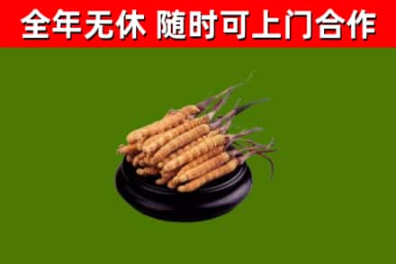 安顺回收散虫草
